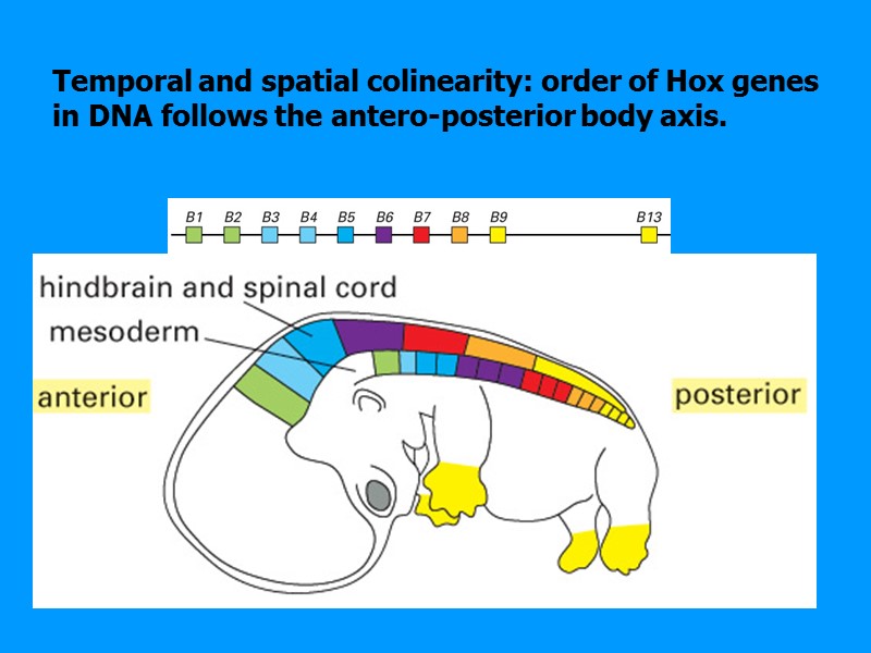 Temporal and spatial colinearity: order of Hox genes in DNA follows the antero-posterior body Temporal and spatial colinearity: order of Hox genes in DNA follows the antero-posterior body